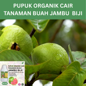 Pupuk Buah Jambu Biji 250 ML /Pupuk Booster Jambu Biji Cepat Berbuah Lebat/Pupuk Cair Jambu Biji