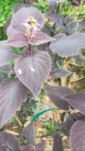 Daun Jawer Kotok Ungu Segar 100 Lembar / Miana Iler Petik Langsung