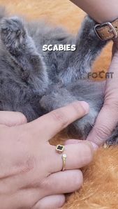 FOCAT Salep Obat Jamur Scabies + VCO Anjing Kucing N34 Obat Gatal Koreng Hewan Peliharaan