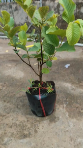 Cây Giống Ổi Không Hạt - Chiết Chuẩn Giống - Trái To Giòn Ngọt - Cây Trồng Chậu - Cây Giống Vân Anh