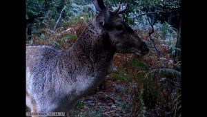 Trail Hunting Camera 36MP Mega Pixel Image Resolution IP67 Waterproof Outdoor Anti-rain for Wildlife Animal Monitoring Outdoor Activities Home Security Monitoring Forest