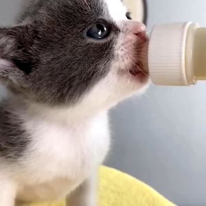 Hugopet 1 Set Botol Kucing Dot Botol Dot Kucing Alat Makan Anjing Kucing Baru Lahir