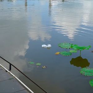 ไม้จับงู ไม้จับงูแบบคีบ ที่จับงู คีมจับงู ยาว สแตนเลส อุปกรณ์จับงู คีบจับงู ที่หนีบงู จับงูแสตนเลส ไม้จับงูในไทย จับกุมอย่างปลอดภัย