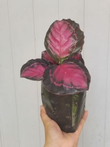 SOV Calathea Brilliance Red Calathea Plant Prayer Plant Indoor Plant Easy Care Plant Pokok Hidup Insta Plant