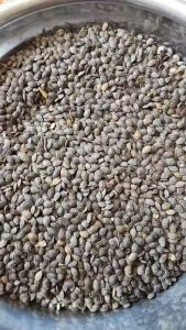 200gram hạt giống chanh dây quả vàng