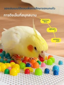 VOA | Interactive & Fun Bird Toy