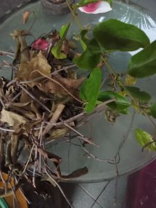 BENALU/PANGANDEUHDI POHON JERUK 250gr KERING OBAT HERBAL