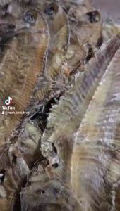 Khô Cá Dảnh (Cá Ngộ) Loại Ngon To Khô- VỰA KHÔ NÀNG TIÊN