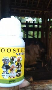 Vitamin Kambing Biar Gemuk: Obat Nafsu Makan Kambing, Domba, Sapi, Kuda, dan Babi