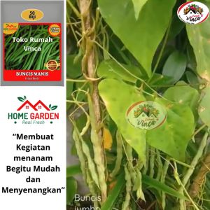 Benih Bibit Buncis Manis 50 Biji Untuk Dataran Rendah Tahan Penyakit