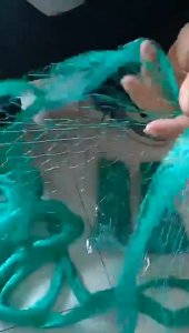 100M Chicken Net Range Net For Chicken Lambat Outdoor Bird Net Poultry Net