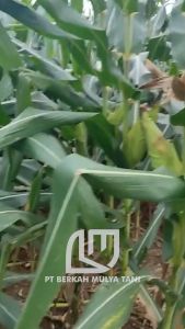 Benih Jagung Manis Hibrida F1 Paragon Pertiwi isi Bibit 1750