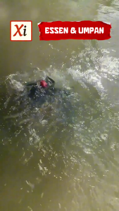 XI Umpan Fermentasi Gandum Darah Premium – 1000 Butir Siap Pakai Aroma Daging Kuat Gacor Ikan Segala Spot  XI Umpan Ferme