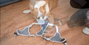 GLANXI【Local Delivery】Pet dog Adjustable Dog Harness Soft Reflective Vest Harness for Medium and Large Dog Thicken Dog Leash with Harness For Big Dogs
