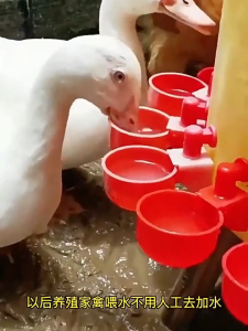 Red automatic livestock waterer with full level stop feature 40 pieces suitable for small poultry.