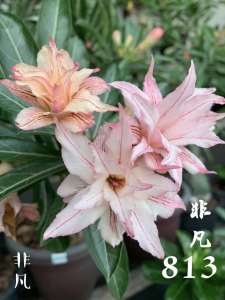Adenium Obesum Bonsai ID 813 非凡 富贵花