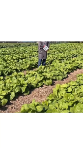 1000G Obat Hama Kualitas Tinggi Pembasmi Hama Universal Basmi Hama