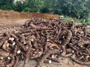 Củ bạc hà núi 1kg Đào sâu trong núi Cấm An Giang