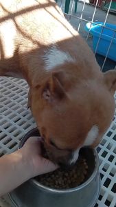 All Stages 8kg Beef Teriyaki Dog Dry Food Dogs Adult Puppy