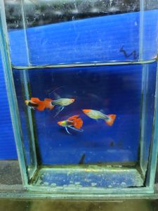 Plantinum koi sb ribbon 1 set