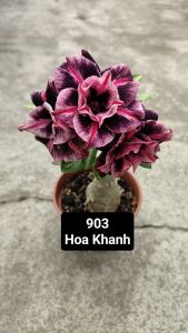 Adenium Obesum Bonsai ID 903 Hoa Khanh 富贵花