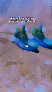 Sepatu Volly Mizuno Wave Momentum 3: Model Baru & Nyaman Dipakai