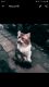 Kucing_Mitik