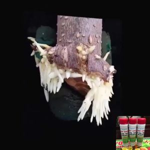 Siêu Kích Rễ Root new Kích Thích Ra Rễ Cực MạnhChuyên Giâm Chiết Cành Root King Lọ 20ml