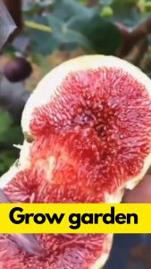 ต้นกล้านำเข้ามะเดื่อฝรั่งพันธุ์ Violette de Bordeaux ให้ผลตลอดปี รสชาติหวานละมุน