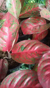 อัญมณีแดง Aglaonema ต้นไม้มงคล ต้นไม้ฟอกอากาศ เสริมสิริมงคล รุ่งโรจน์ในหน้าที่การงาน