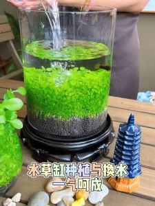 Aquarium Plants 水草种子 水族馆植物 鱼缸造景水培植物种子and Fish Tank Landscape Design of Aquarium Plants and Hydroponic Plants 