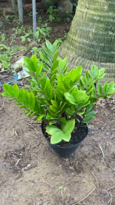 Cây Kim Tiền - Cây Kim Phát Tài - Cao tổng thể khoảng 40-50cm - Mang Lại Tài Lộc và Thịnh Vượng