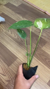 SGS Garden Mons var MonsteraThaiConstellation ChomsaoMonsteraThai traubanammydotbien caykieng caycanh cayvanphong Cây Trầu Bà Thái Lan Cần Ánh Sáng Gián Tiếp và Đất Tơi Xốp Giàu Dinh Dưỡng