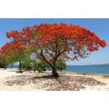 Fire tree/ Flame tree Delonix regia seedlings. 