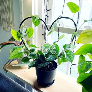 พืช Trellis สนับสนุนกรอบรักรูปหัวใจรอบเถาปีนเขาเถาชั้นวางการจัดดอกไม้โลหะกระถางเหล็กพืชปีนเขากรอบ