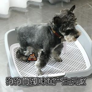 ใหม่✨ ♥ 𝗮𝗹𝗹𝘀𝘁𝗮𝗿 ♥ ห้องน้ำหมา Dog Toilet ขอบสี่เหลี่ยม ห้องน้ำสุนัข ถาดฉี่สุนัข มีตะแกรงรองถาด ทำความสะอาดง่าย พร้อมส่ง🚚