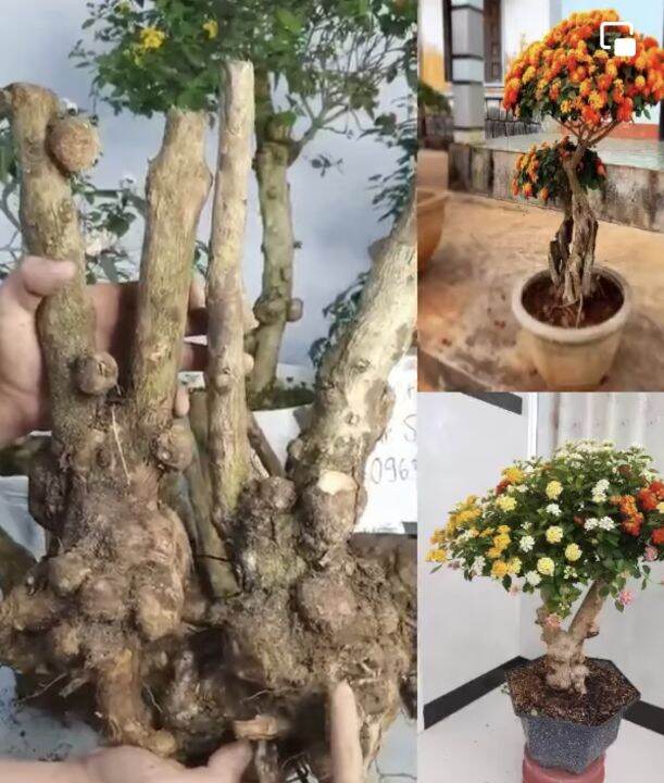 Phôi Hoa Ngũ Sắc,( vanh gốc 40-45cm) Phôi Ngũ Sắc, Nhiều U Cục Làm Cảnh Bonsai, cây cảnh, cây hoa cảnh đẹp