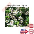 (GG REAL PLANT) malpighia coccigera ^ dwarf holly singapore holly barbados miniature Pokok hidup bonsai tumbuhan herbs. 