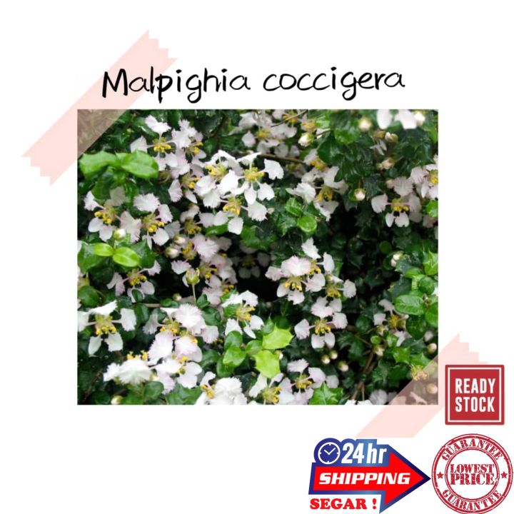 (GG REAL PLANT) malpighia coccigera ^ dwarf holly singapore holly barbados miniature Pokok hidup bonsai tumbuhan herbs