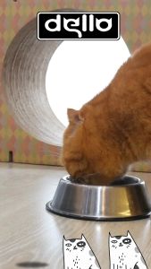 Vitamin Kucing Paket BULU GEMBUL untuk Nafsu Makan Badan Gemuk Bulu Lebat Gembul dan Cegah Rontok melalui Suplemen Vitamin DELLO FOR CATS