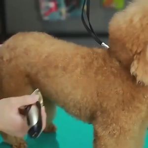 Professional Rechargeable Pet Shaver & Electric Clipper: Grooming Kit for Cats & Dogs