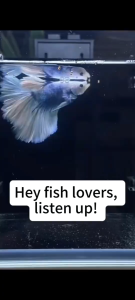 ✨From Japan✨Fish Food For Small Fish 100g Slow Sinking High Protein |Guppy Tetra Betta Neon Food