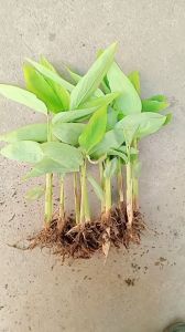 combo 10 cây dong ta dong trắng giống