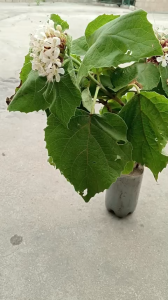 combo 5 cây bạch đồng nữ giống