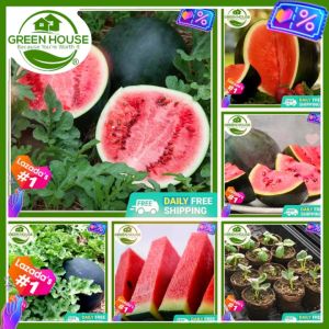 Green House® - Watermelon Sugarbaby Seeds for Planting Vegetable Plants (10 Seed) incl Instruction F1 Pakwan Melon Plant