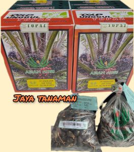 benih bibit DXP TOPAZ unggul berkualitas