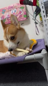 HIPIDOG 100g Cow Skin Rawhide Dog Chew Dog Treat Snack Dog Dental Chew Dog Snack 宠物零食风干牛皮 狗狗磨牙棒 狗狗零食