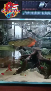 🇸🇬 GOBETTA Aquarium Sand Aquascape Premium Super Fine Cream Sand Natural Substrate for Betta Enthusiasts Shrimp Tank Paludarium Biotope Bali Style Aquascape Pasir Malang TIA Nut Moza Blend for Plant Growth Clean Water Aesthetic Aquatic Landscaping