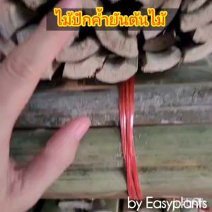 ไม้หลักยึดต้นไม้ ปลายแหลมยาว 100ซม80ซม60ซม.จำนวน 50 อัน เหลาลบคมป้องกันลำต้นโยก ช่วยพยุงลำต้น