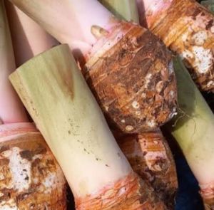 Talas bogor segar 1 iket (3 bonggol)asli bogor oleh oleh bogor